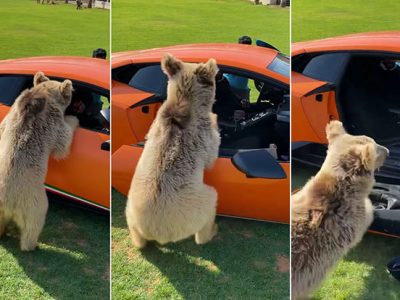 Mικρή αρκούδα ξηλώνει πόρτα από Lamborghini (+Video)