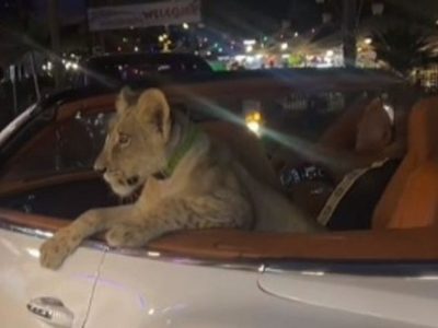 Viral βίντεο: Ταϊλανδέζα έβγαλε βόλτα το… λιονταράκι της με μια κάμπριο Bentley