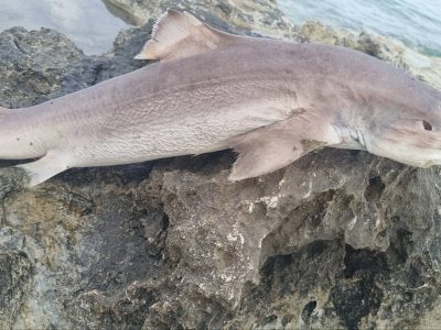 ΕΙΚΟΝΕΣ – Ακόμα ένας καρχαρίας στα παράλια της Κύπρου